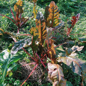 Acelga roja