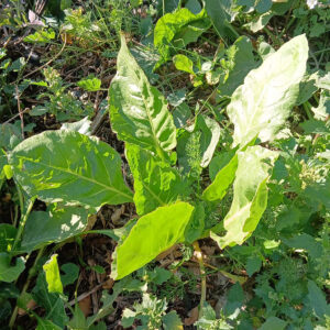 Acelga verde