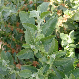 Ashwagandha