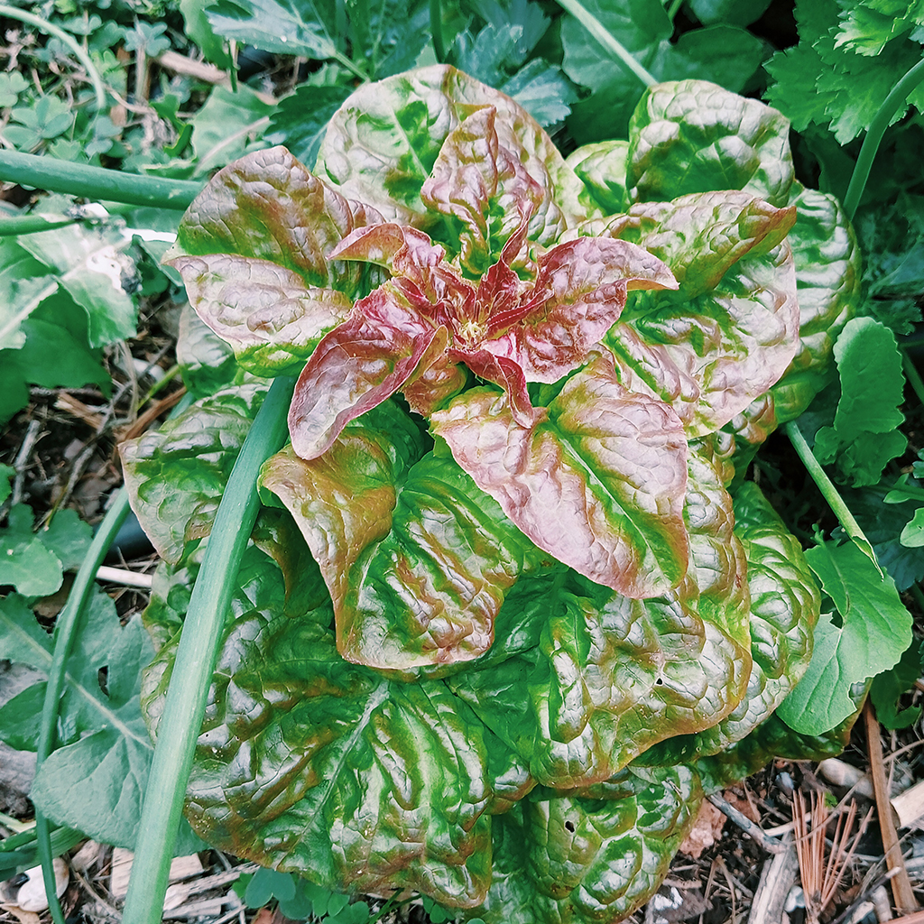 Lechuga Mantecosa Cuatro Estaciones