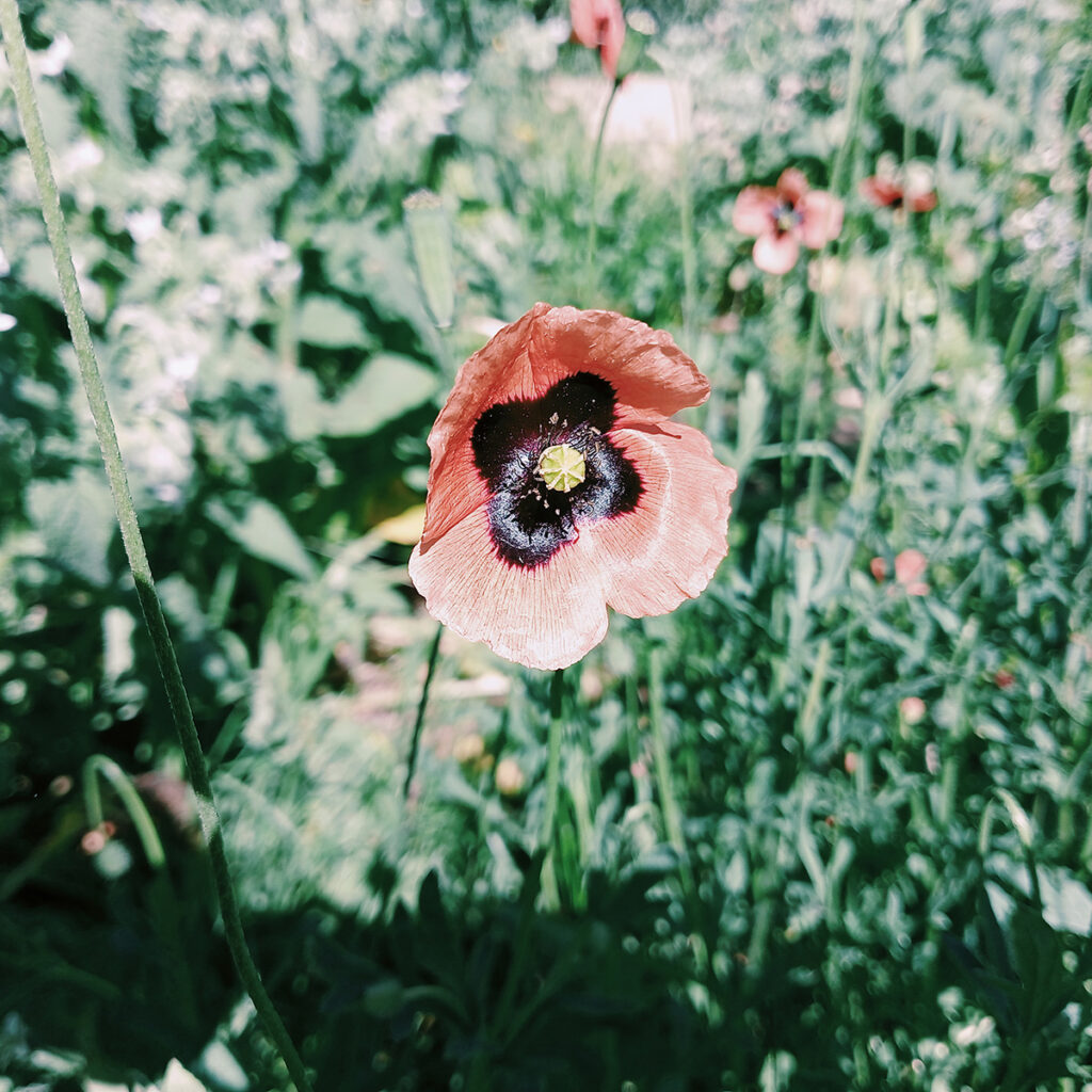 Amapola Roja