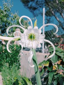 Lirio Araña Blanco