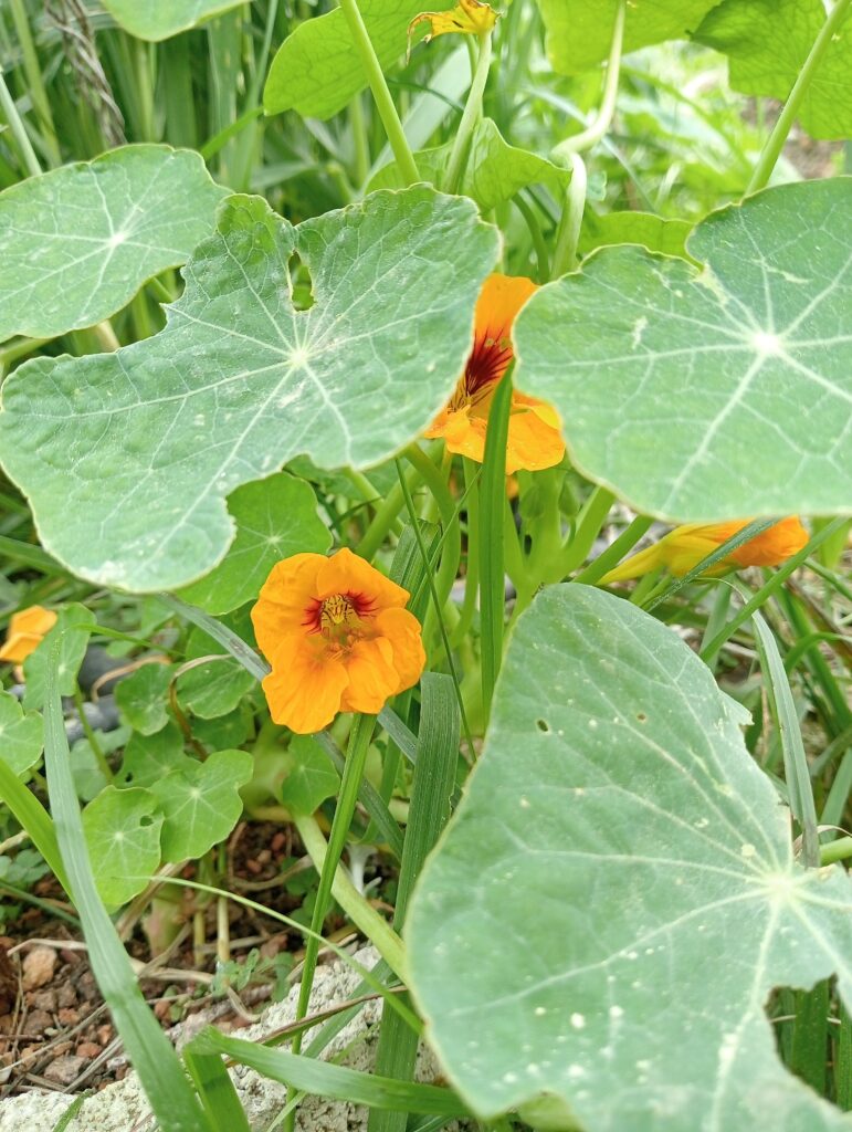 Capuchina