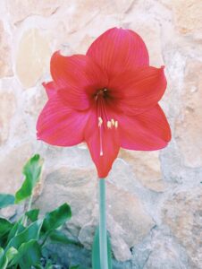 Amarilis