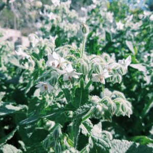 Borraja de Flor Blanca