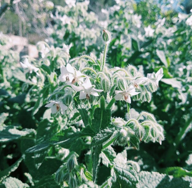 Borraja de Flor Blanca