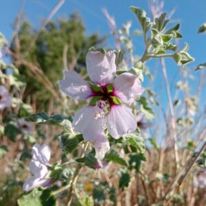 Lavatera Marítima